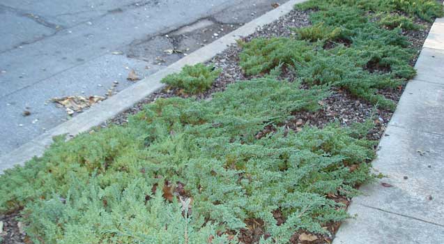 Lawn Alternatives, Ground Covers
