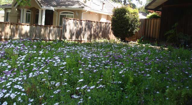 Lawn Alternatives, Ground Covers