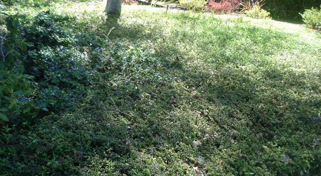 Lawn Alternatives, Ground Covers