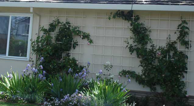 Landscape Design: Planting, Lawns, Softscaping