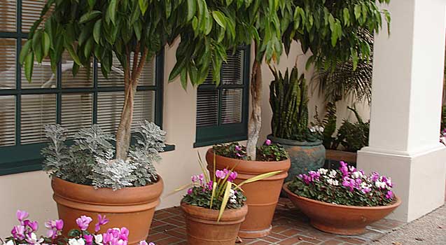 Landscape Design: Planting, Lawns, Softscaping